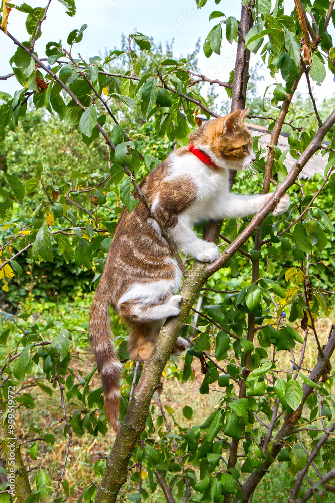 A cat climbs a tree in the garden. Young cat on a branch. A cat climbs a tree in the garden. Young cat on a branch.