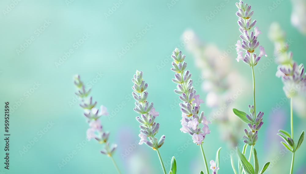 Fototapeta premium A single pastel color, such as mint green or lavender, providing a soothing and simple backdrop