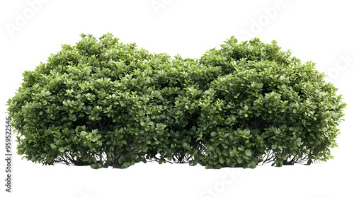  Lush Green Bush with Leaves Isolated on a Transparent Background, png, PNG Download