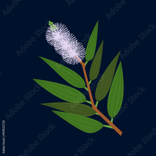 Illustration vector graphic of Melaleuca cajuputi