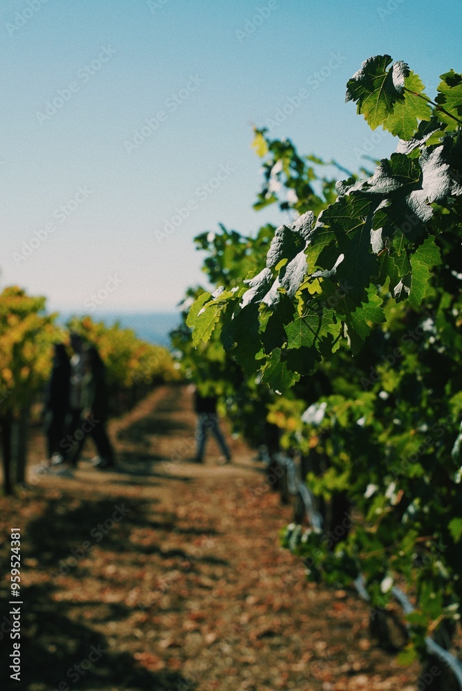 Naklejka premium People walking through vineyard