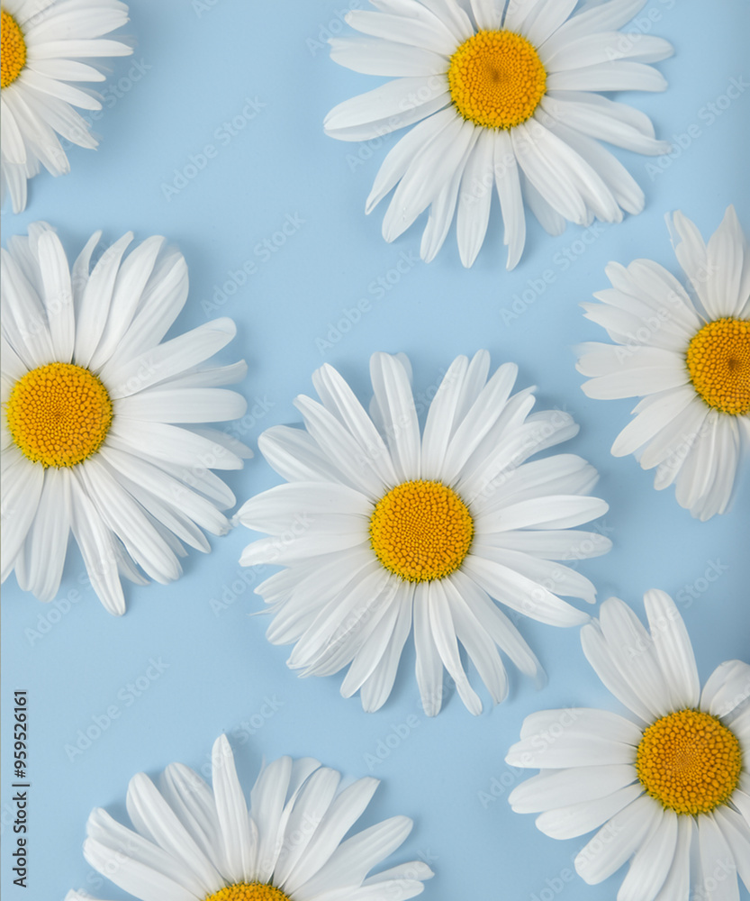 Obraz premium Fresh, white daisies on light pastel blue background. Beautiful flower pattern. Closeup.