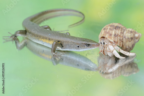 An adult common sun skink is ready to fight with a hermit crab for territory. This reptile has the scientific name Mabouya multifasciata. photo