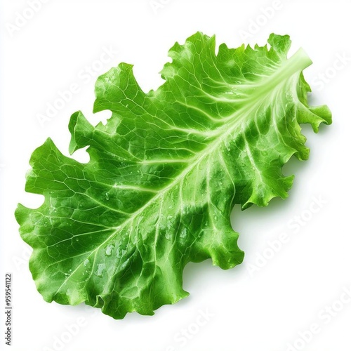 Single green lettuce leaf isolated on white background.