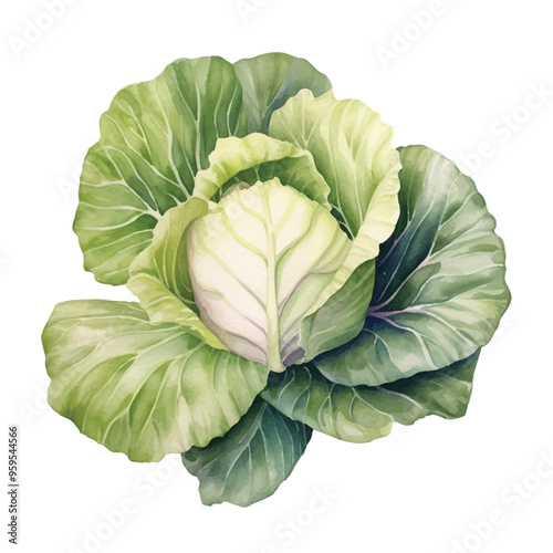 Watercolor of cabbage isolated white background