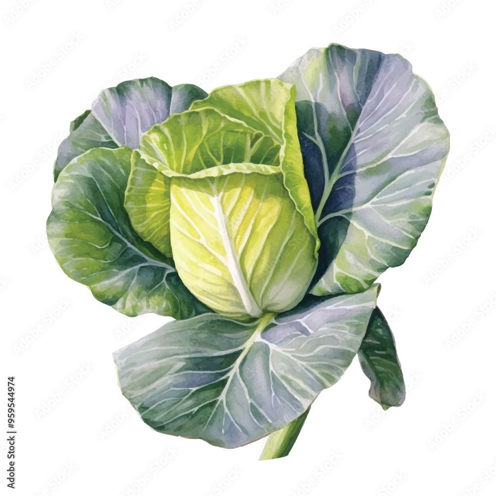 Obraz premium Watercolor of cabbage isolated white background