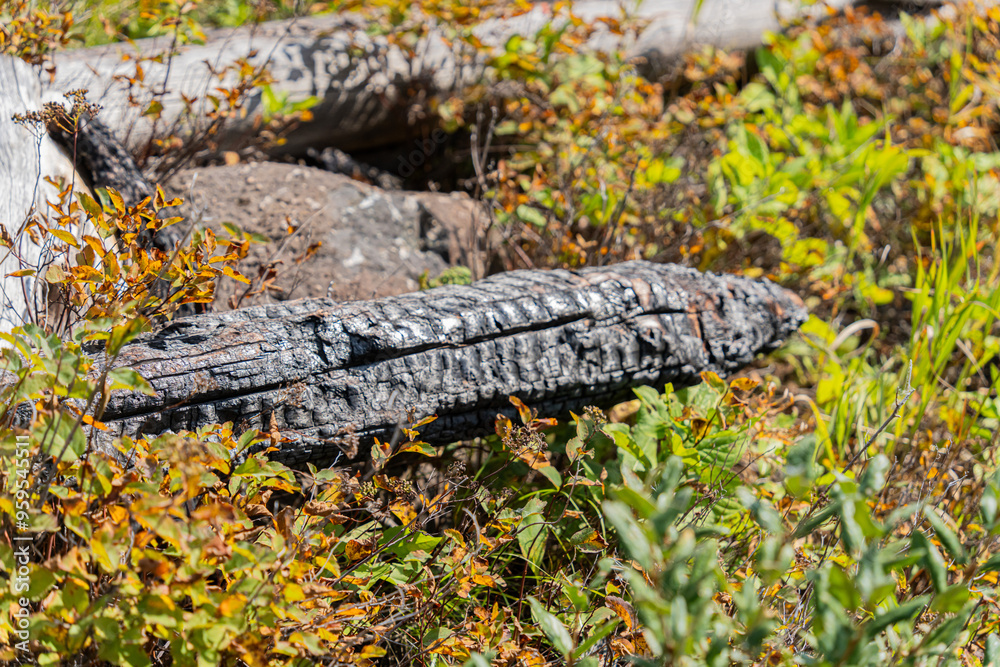 Burnt branch in forest after a forest fire wild fire Burnt branch in forest after a forest fire wild fire