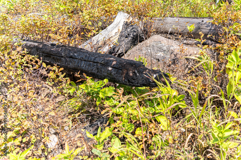 Burnt branch in forest after a forest fire wild fire Burnt branch in forest after a forest fire wild fire