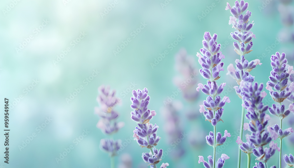 A single pastel color, such as mint green or lavender, providing a soothing and simple backdrop A single pastel color, such as mint green or lavender, providing a soothing and simple backdrop