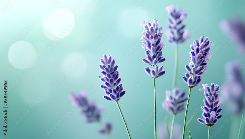 A single pastel color, such as mint green or lavender, providing a soothing and simple backdrop A single pastel color, such as mint green or lavender, providing a soothing and simple backdrop