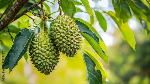 Durian Fruit on a Branch