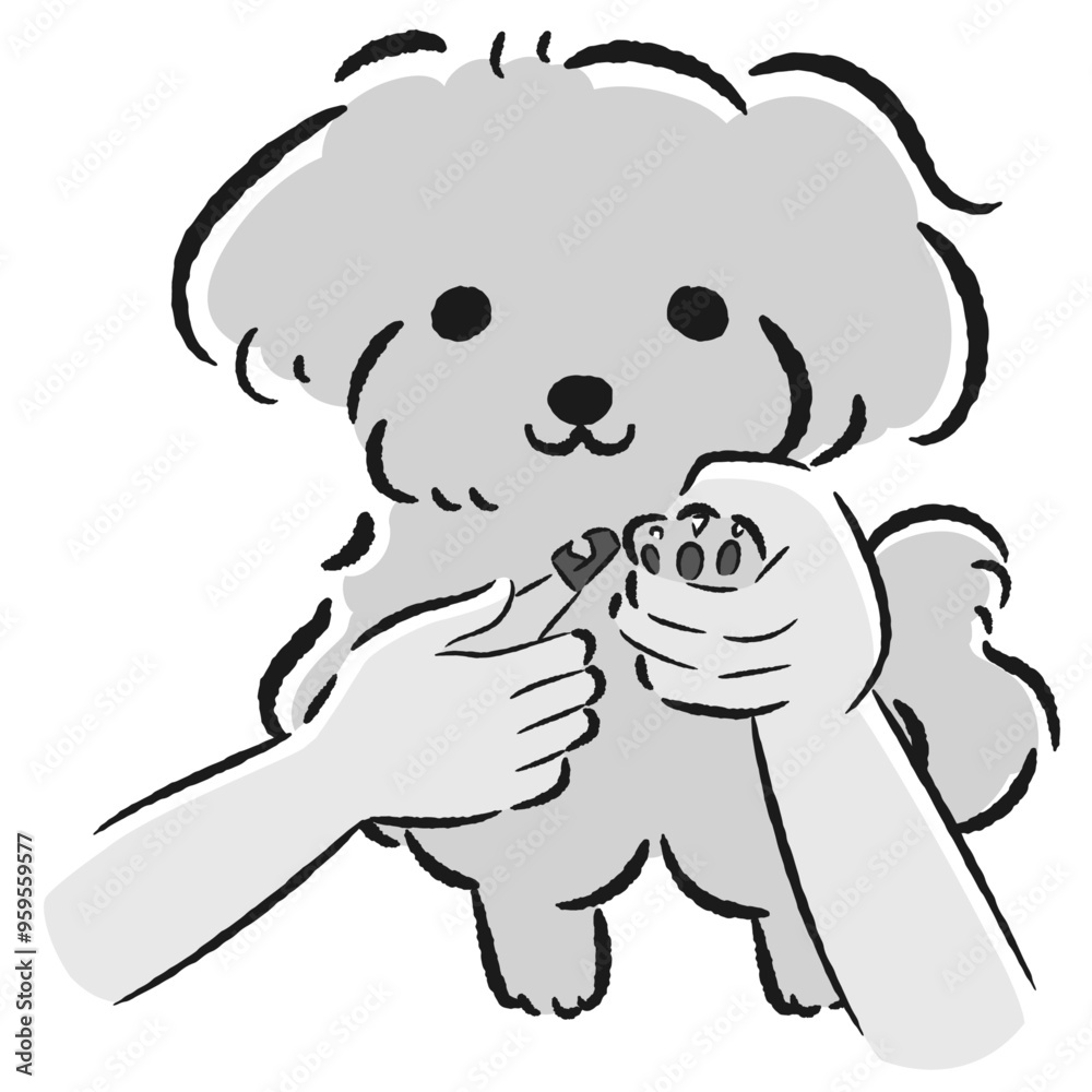Fototapeta premium 爪切りをするトイプードルの手描きイラスト
