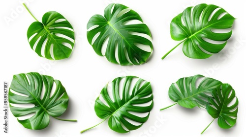 Explore the vibrant beauty of the Monstera Lives collection, featuring lush leaves on a white backdrop.