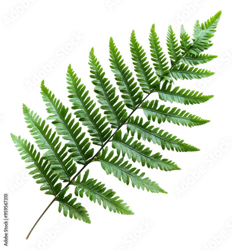 Vibrant green fern leaf texture, cut out - stock png.