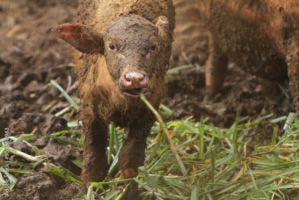 a young albino buffalo is eating grass a young albino buffalo is eating grass
