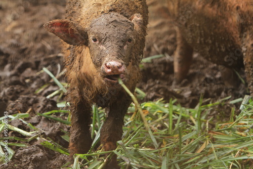 a young albino buffalo is eating grass