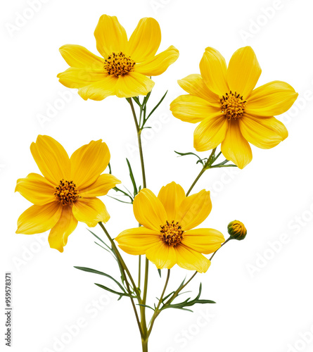 Bright yellow flowers blooming in a garden setting, cut out - stock png.