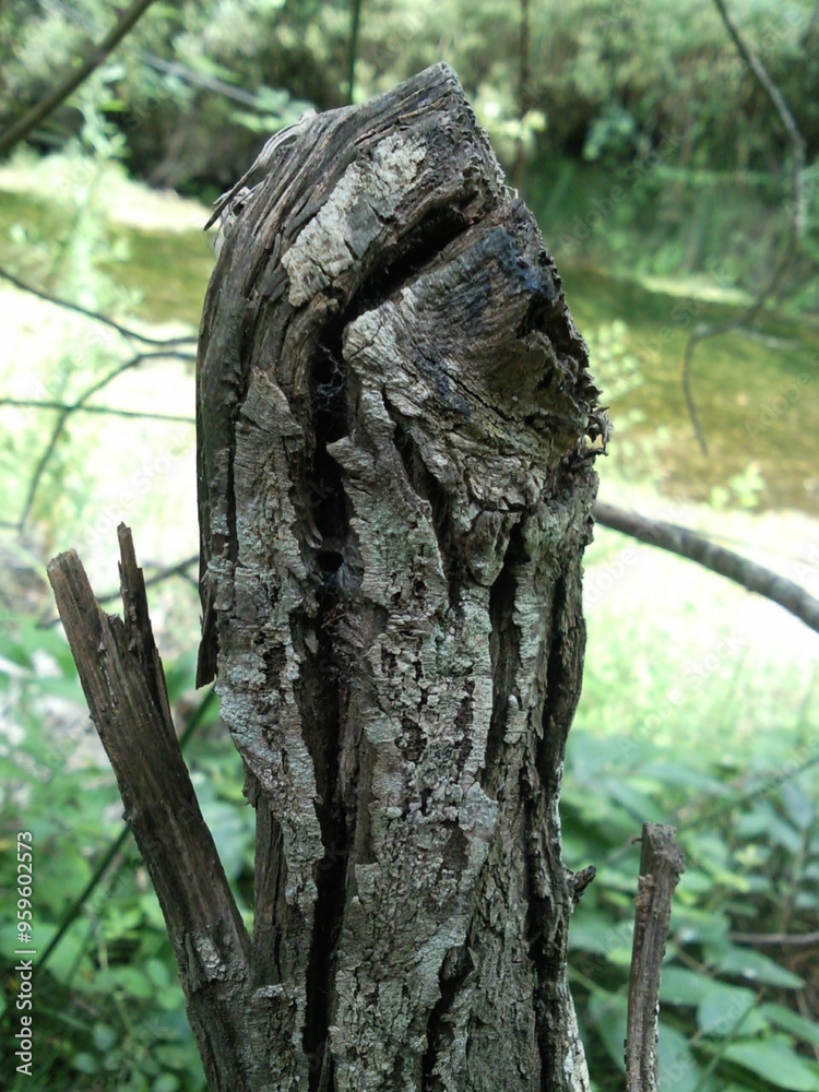 Tronco de arbol seco Tronco de arbol seco