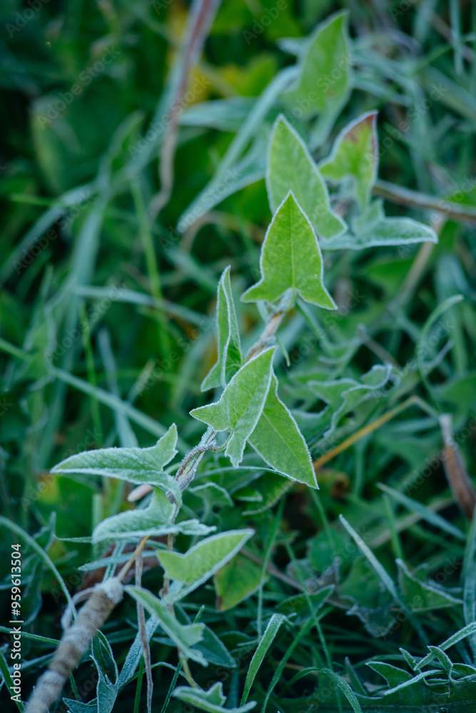 The first frosts.