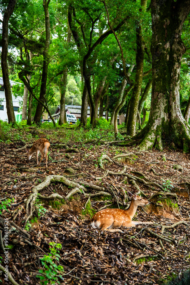Obraz premium Nara Park with pond and deers, in Nara, Japan