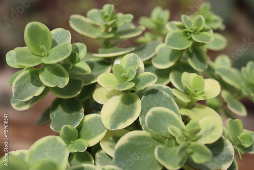 Sedum Lime Twister rozchodnik photo