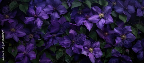 Deep purple clematis flowers blooming in a garden serving as a natural backdrop. Copy space image. Place for adding text and design