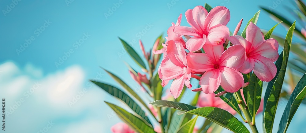 Obraz premium Pink Oleander flowers Oleander Nerium against a blue sky background Copy space