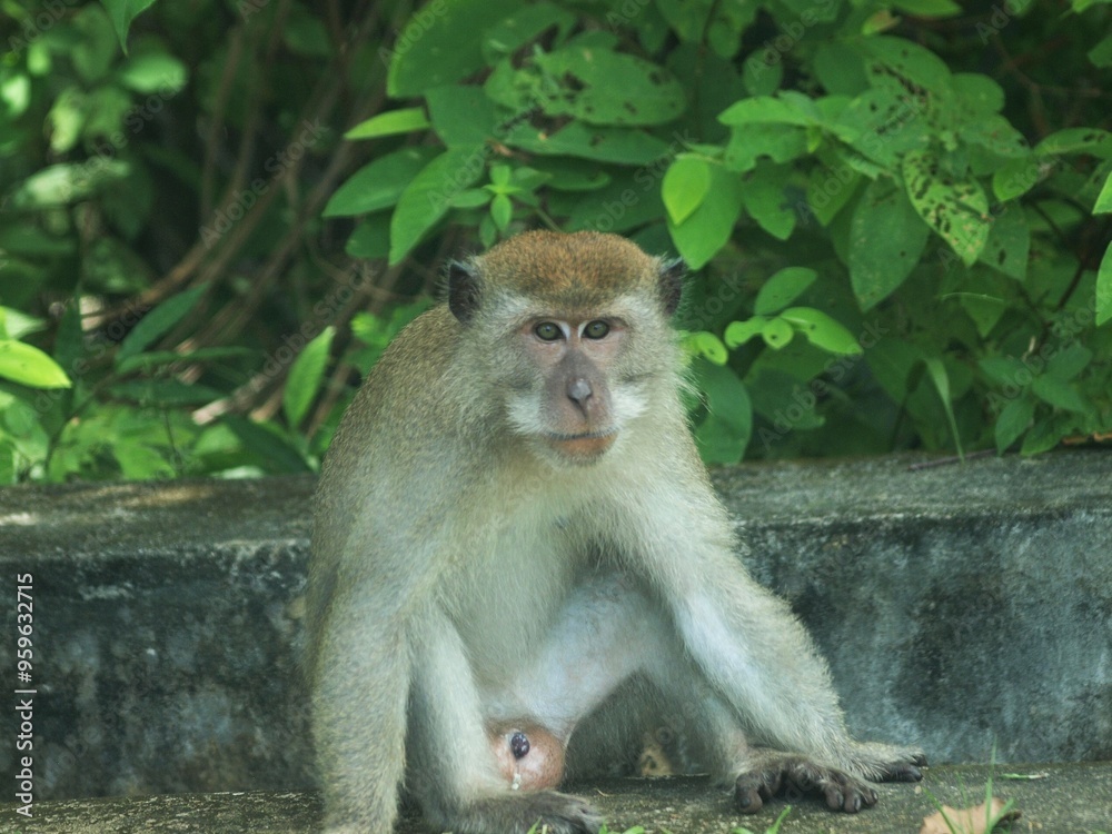 Naklejka premium This is a close-up of a monkey, likely a macaque, with an intense expression on its face. Its fur is greyish-brown with lighter patches near the face and chest, and its deep-set eyes focus directly 