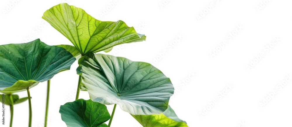 Taro against a white background. Copy space image. Place for adding text and design Taro against a white background. Copy space image. Place for adding text and design
