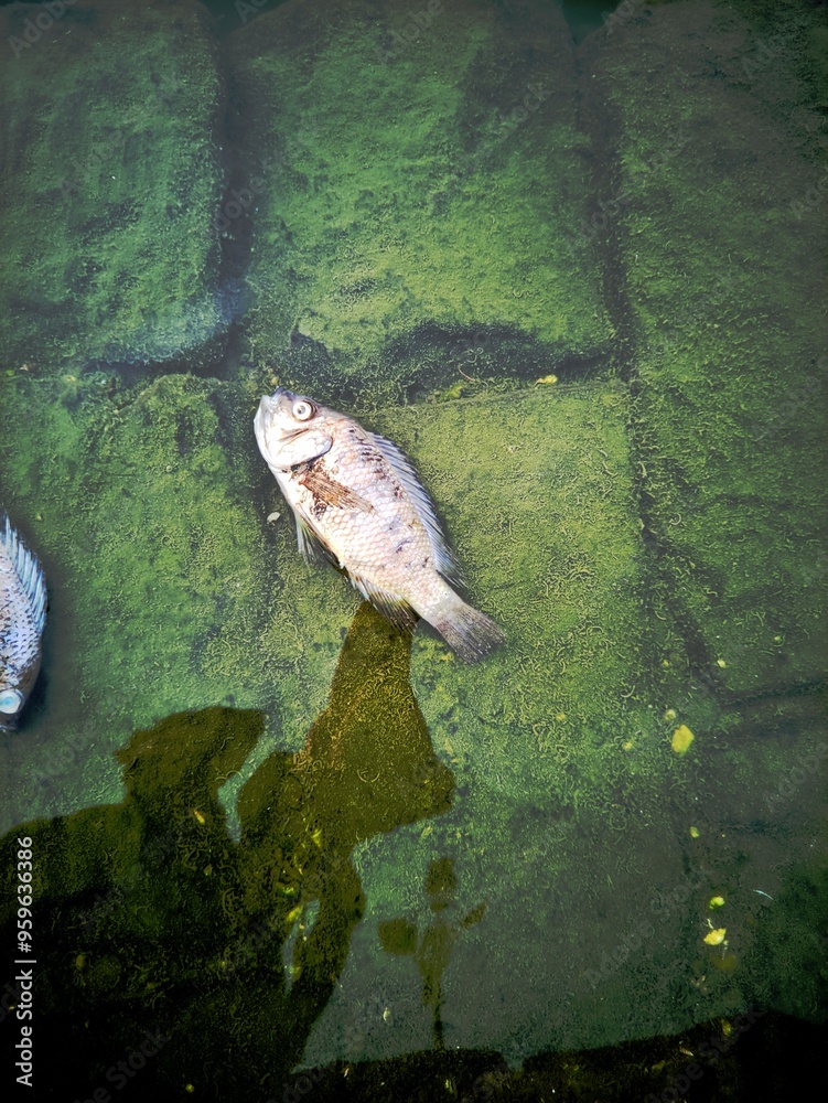 Φωτογραφία Water pollution causes fish to die from poisoning by chemical waste or household industrial waste