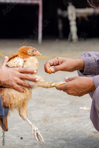 Two brothers are shown carefully treating a chicken, focusing on the bird's leg. This close-up captures the act of caring for the chicken, likely in a rural or farm setting. photo