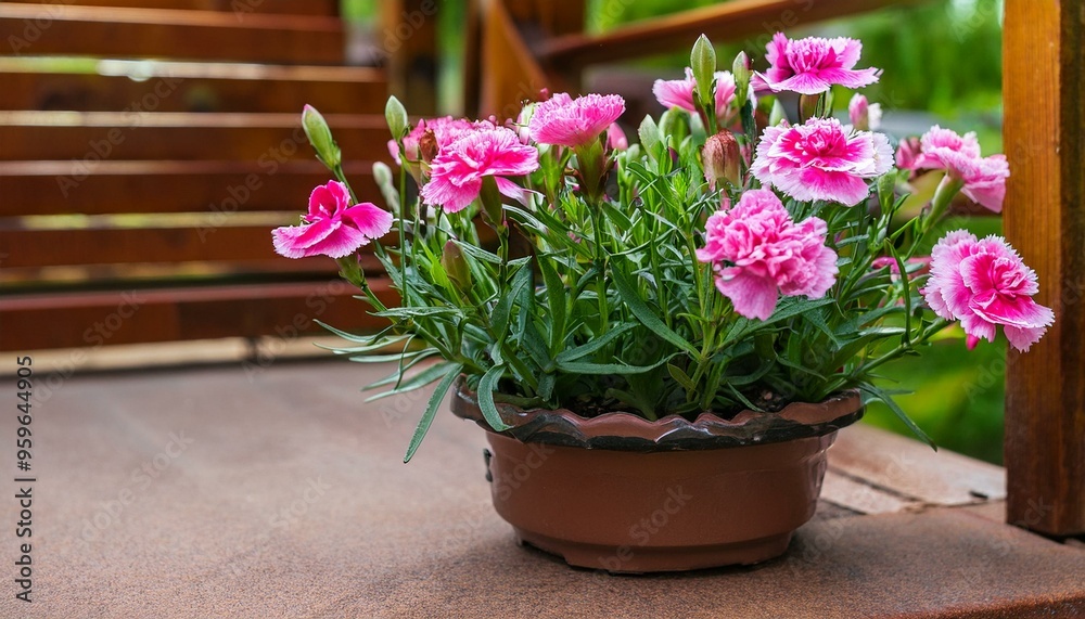 Pink garden carnations in a pot on the stairs of the house, leisure activity and concept of peaceful lifestyle and nature, garden decoration Pink garden carnations in a pot on the stairs of the house, leisure activity and concept of peaceful lifestyle and nature, garden decoration