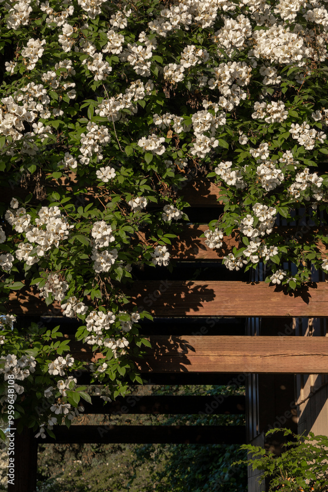 White flowers bloom on a wooden trellis, surrounded by greenery