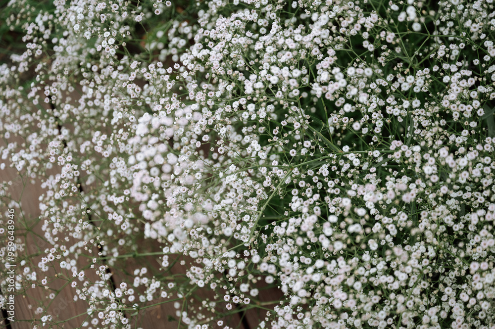 Close-up of delicate white gypsophila flowers against green foliage Close-up of delicate white gypsophila flowers against green foliage