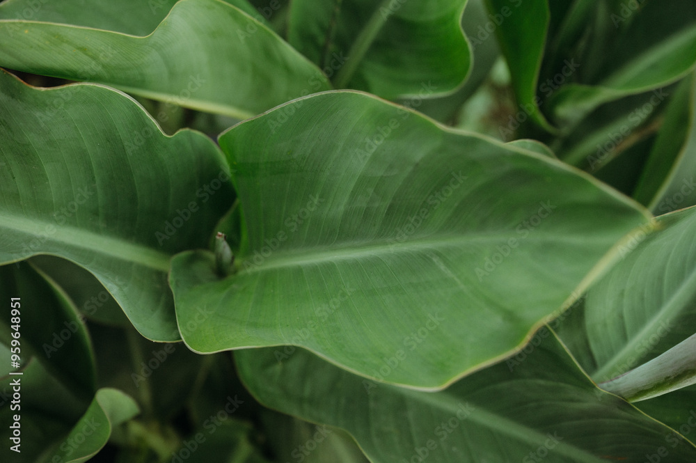 Close-up of lush green canna leaves with soft natural light. Close-up of lush green canna leaves with soft natural light.