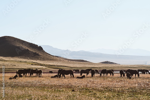 Silhouettes of horses in a meadow at sunset with mountains photo