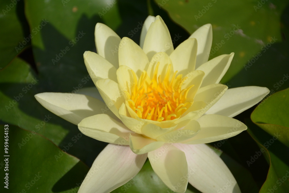 Large white flower with yellow center of water lily close-up Large white flower with yellow center of water lily close-up