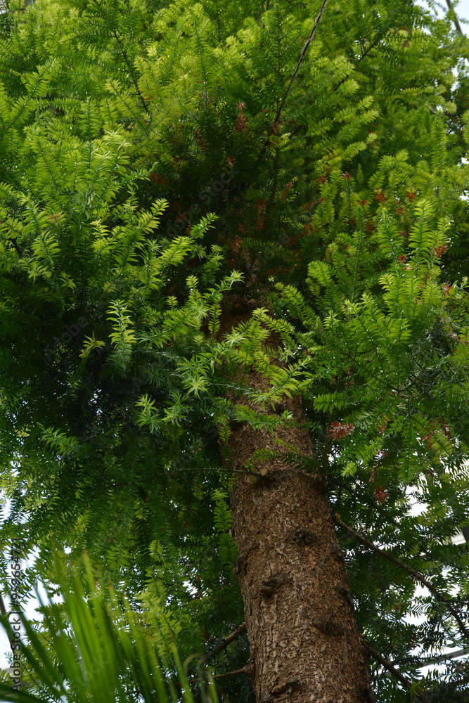 Fototapeta premium Tall old coniferous tree with a brown trunk