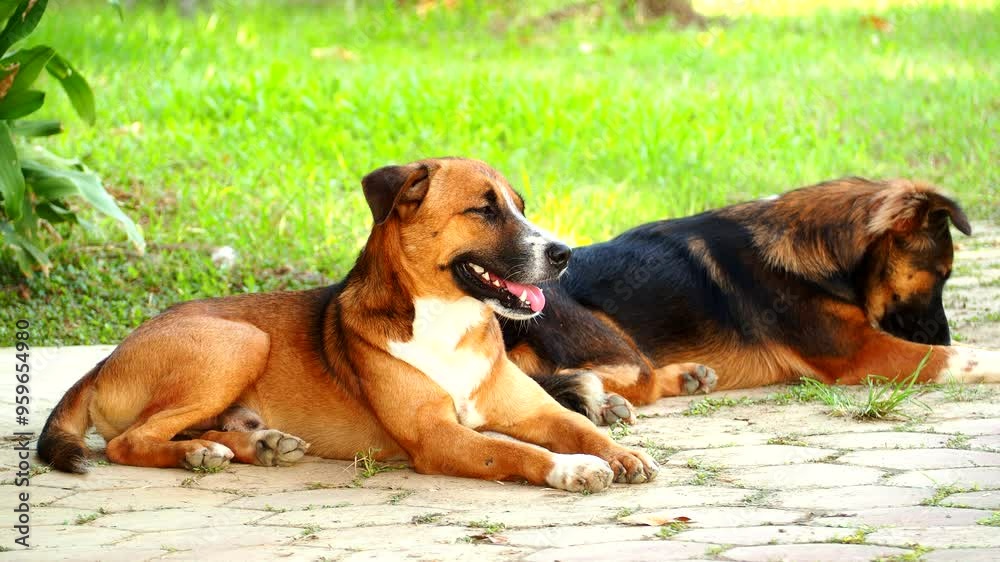 Thai dogs are laying down on the ground, out door Chiangmai Thailand. Thai dogs are laying down on the ground, out door Chiangmai Thailand.