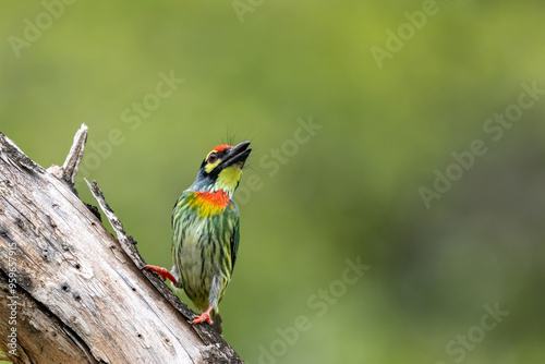 Coppersmith Barbet photo