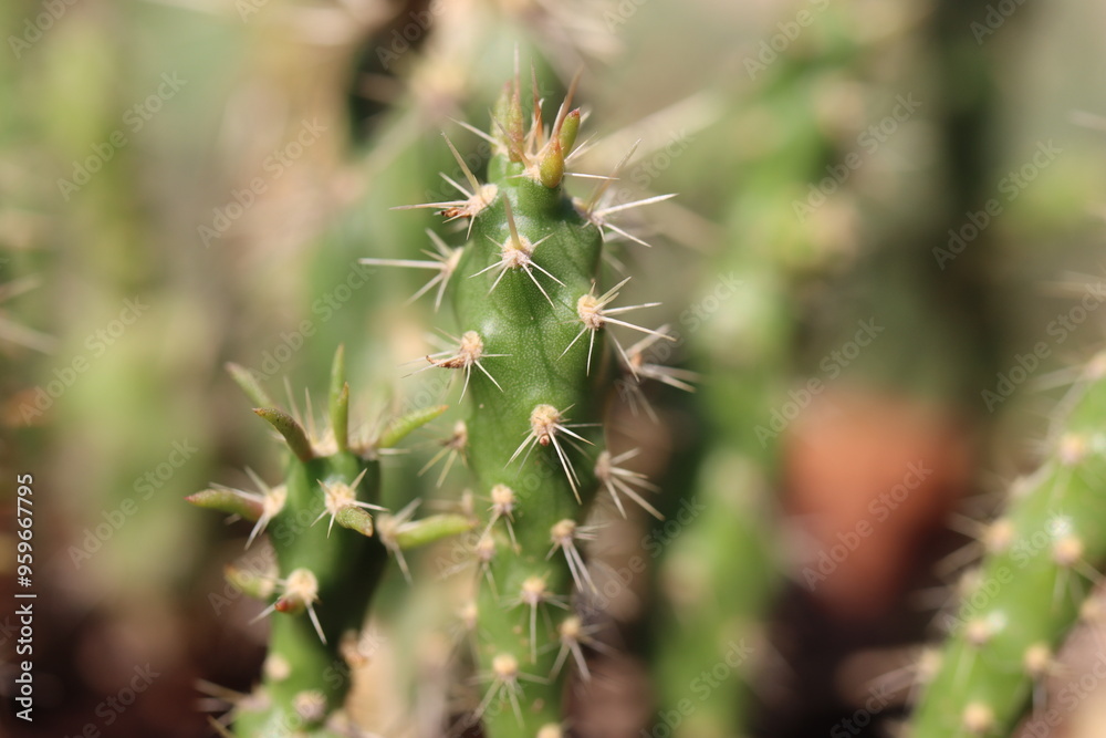 Cylindropuntia imbricata Krätschmer kaktus Cylindropuntia imbricata Krätschmer kaktus