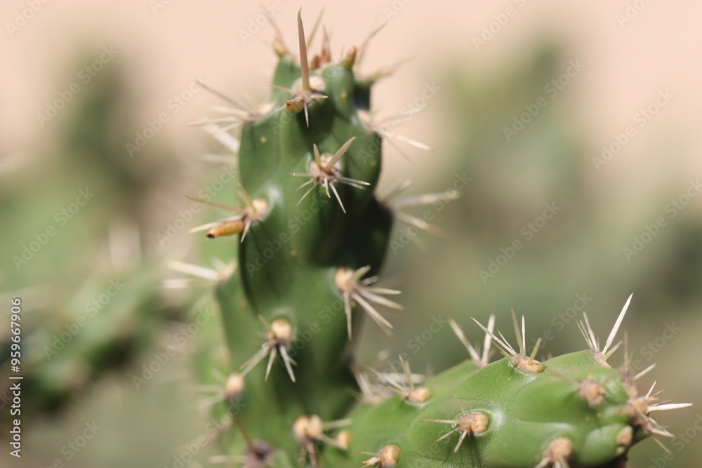 Cylindropuntia imbricata Krätschmer kaktus Cylindropuntia imbricata Krätschmer kaktus