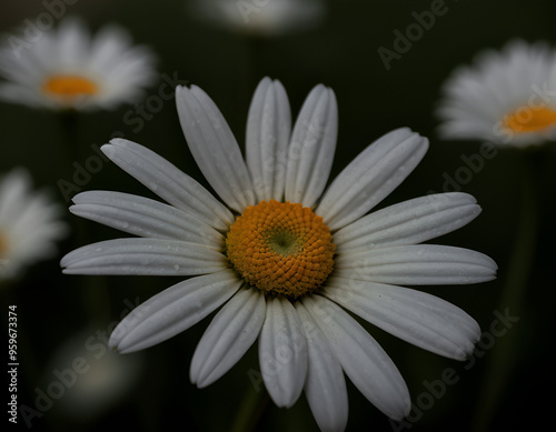 Close-up of Daisy Flower Macro Photography in Natural Lighting