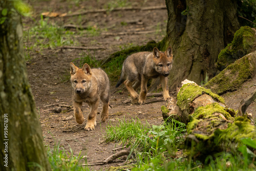 Принти на полотні portrait de deux louveteaux au naturel