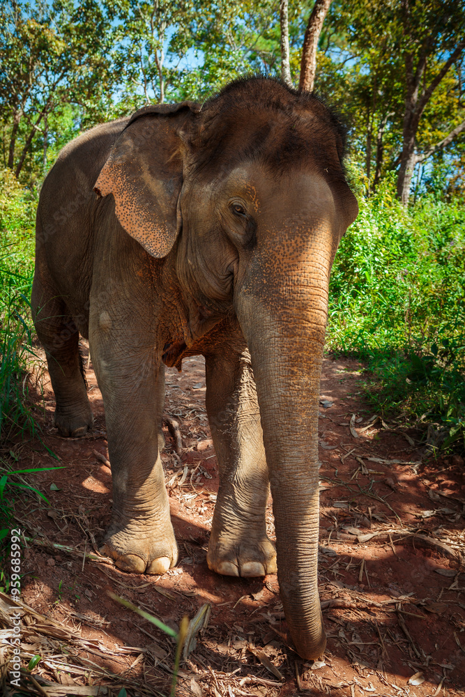 Fototapeta premium Asiatischer Elefant auf Dschungeltrampelpfad Chang Mai