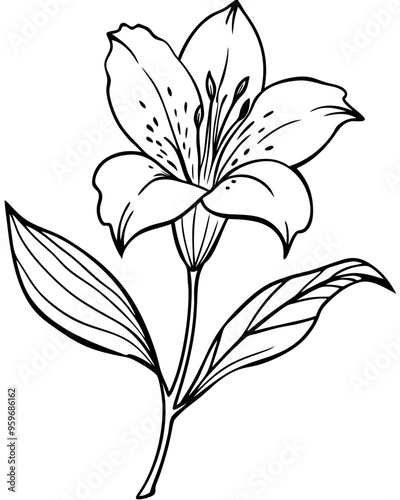 Alstroemeria flower with stem and leaves illustration coloring page line art black lines white

