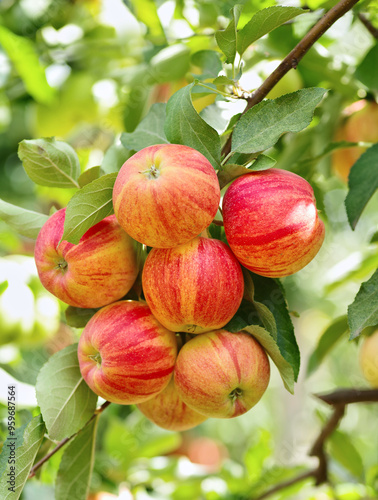 Apple branch with leaves in closeup