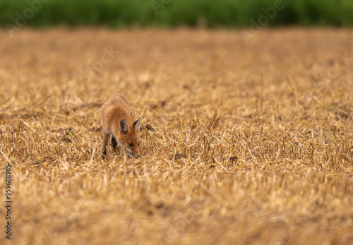 jeune renard à la recherche de nourriture dans un champ au petit matin photo