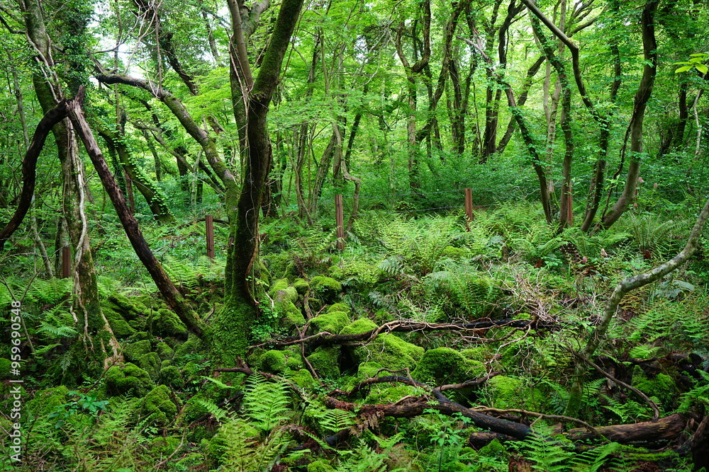 Obraz premium dense spring forest with fresh ferns and mossy old trees