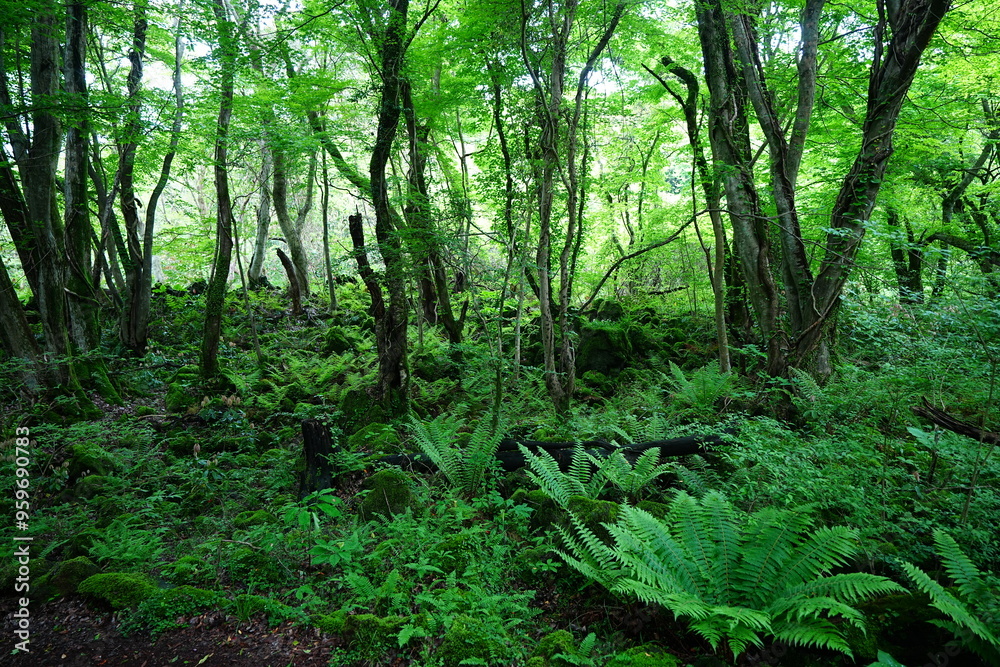 dense spring forest with fresh ferns and mossy old trees dense spring forest with fresh ferns and mossy old trees